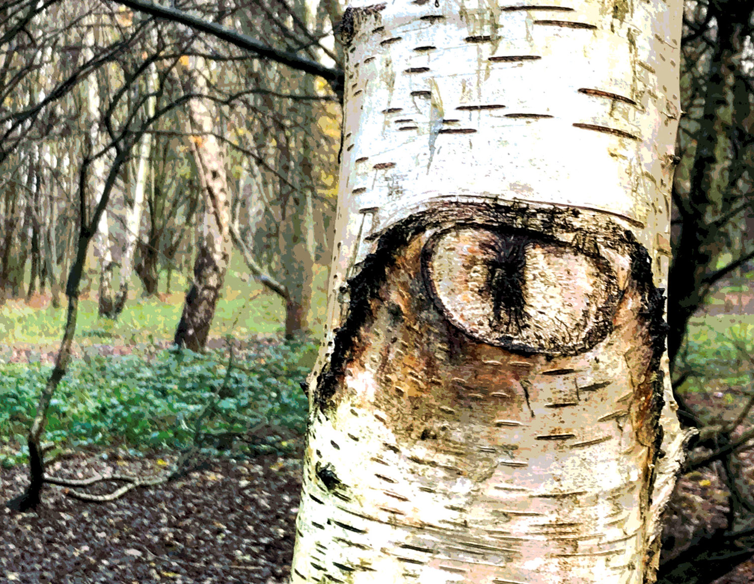 The Trees Had Eyes